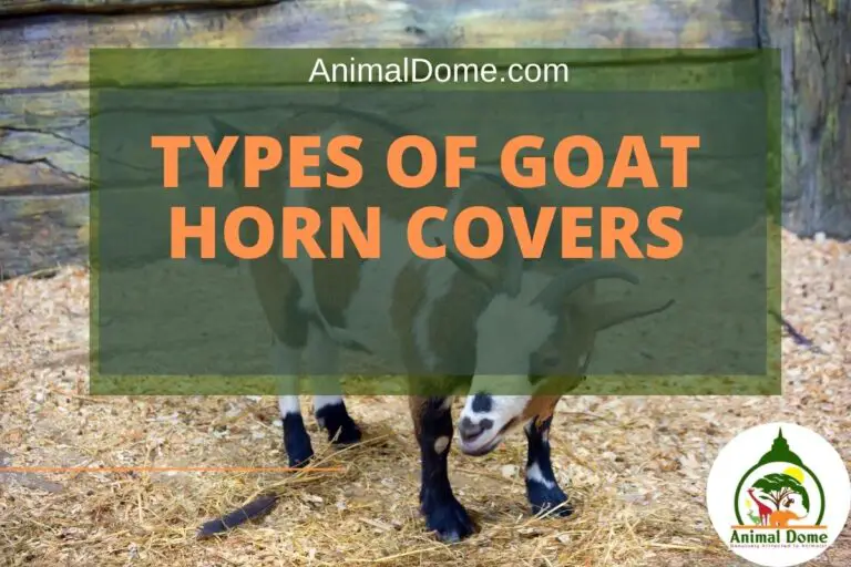 Types of Goat Horn Covers