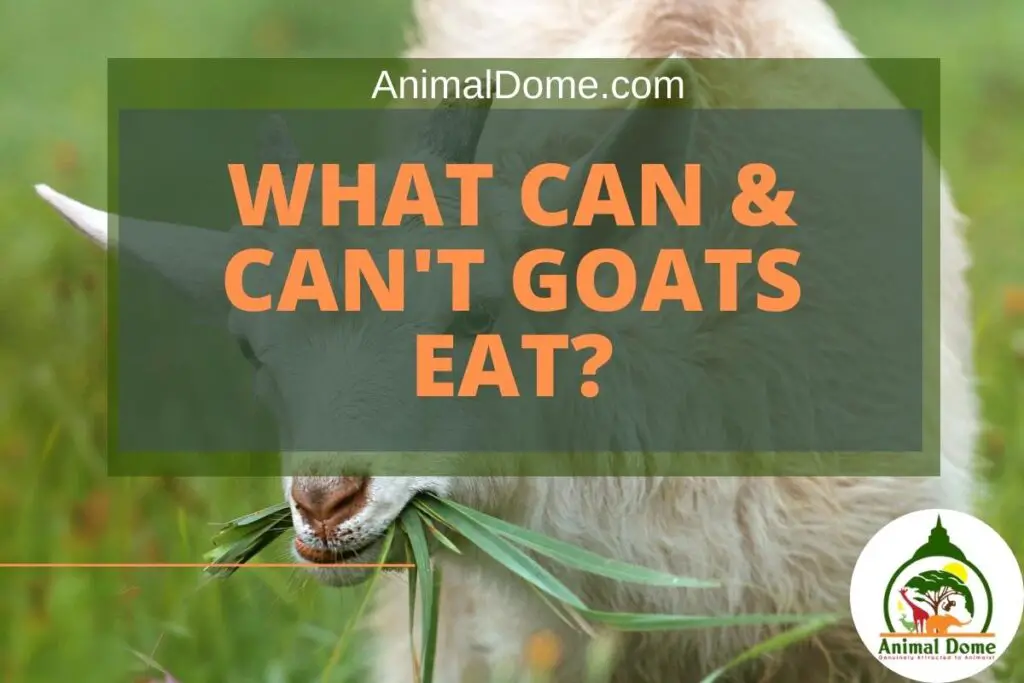 What Can Goats Eat? Complete Goat Diet Directory - Animal Dome