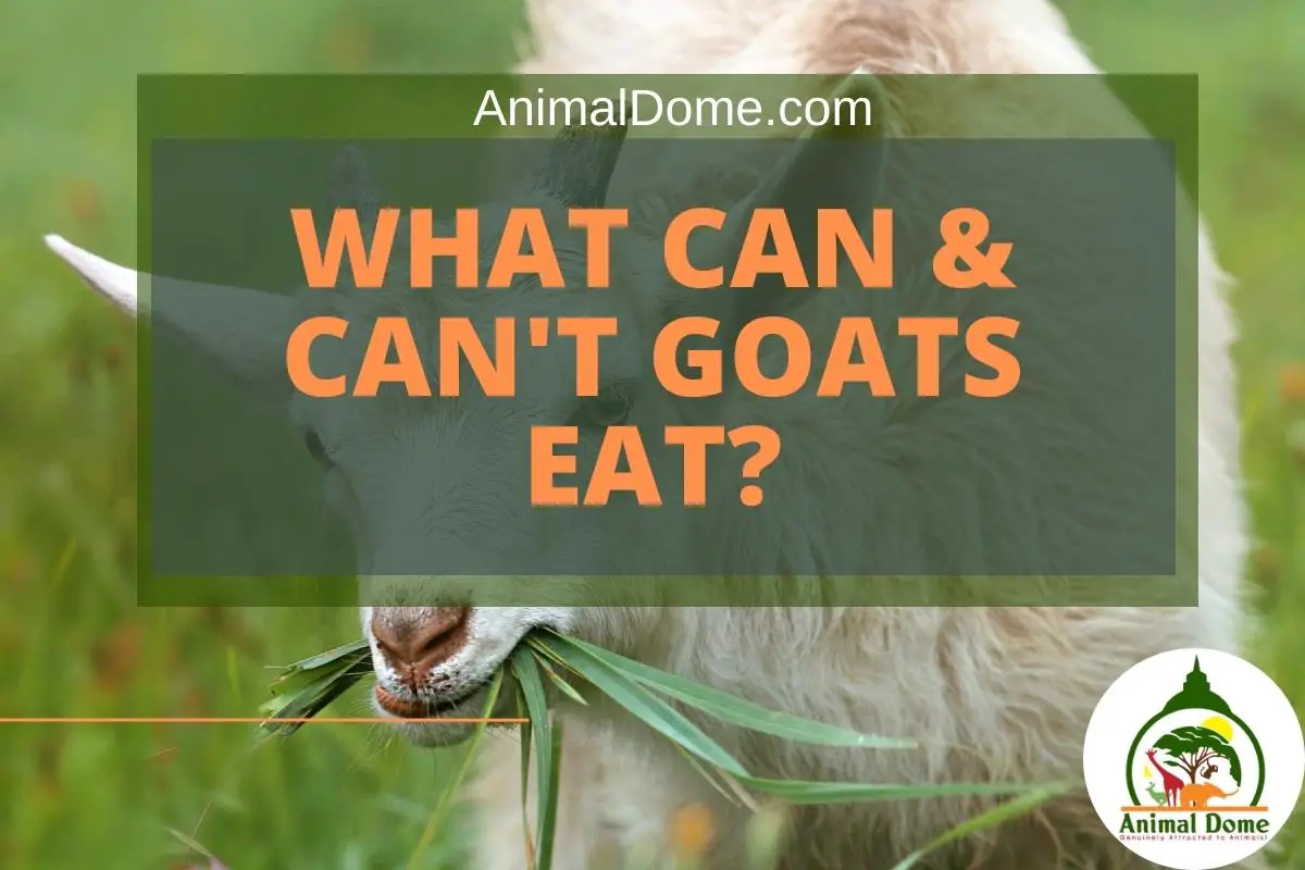 What Can & Can't Goats Eat