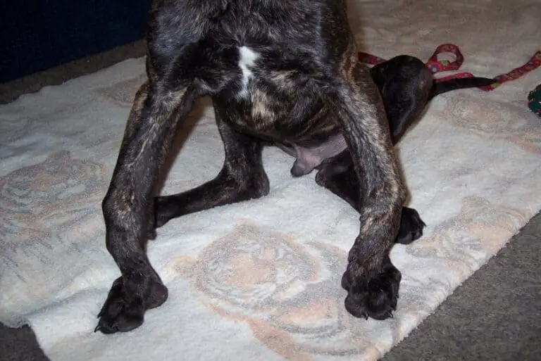 What Causes & Fixation of Knuckling In Great Dane Puppy (2022) Animal