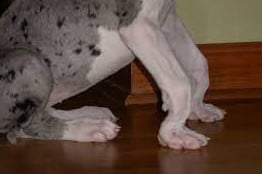 What is the Root Cause of knuckling in Great Dane Puppies?