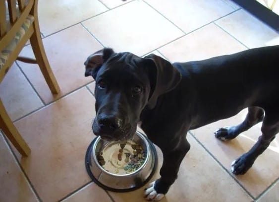 What to Feed your Great Dane Puppy?
