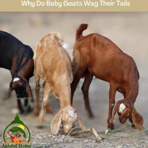Why Do Baby Goats Wag Their Tails