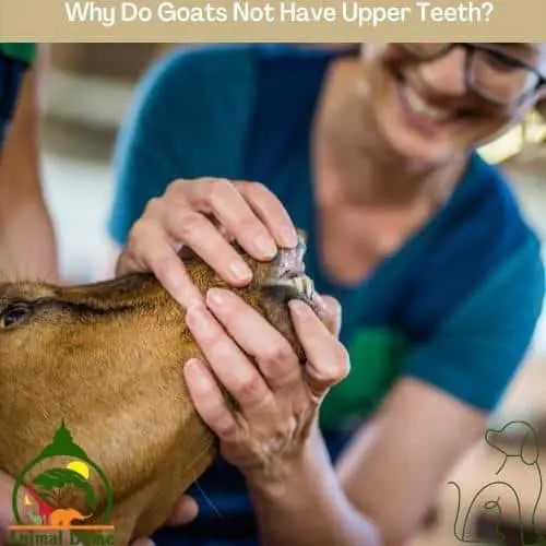 Why Do Goats Not Have Upper Teeth?