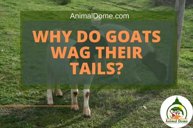 Why Do Goats Wag Their Tails? Animal Dome