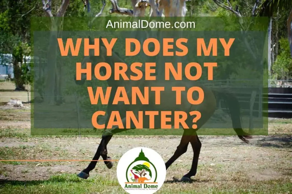 Why Does My Horse Not Want to Canter? Animal Dome