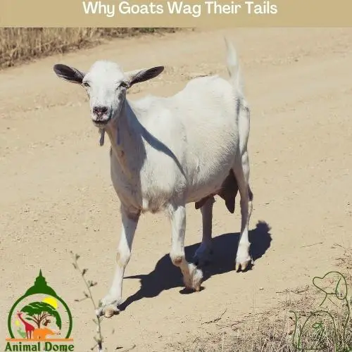 Why Goats Wag Their Tails