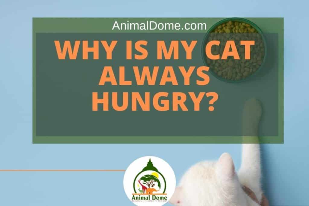 Why Is My Cat Always Hungry? Animal Dome
