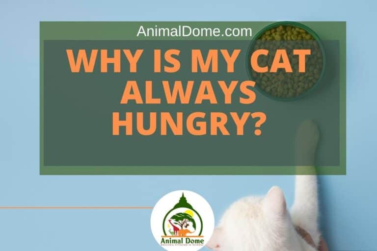 why-is-my-cat-always-hungry-animal-dome