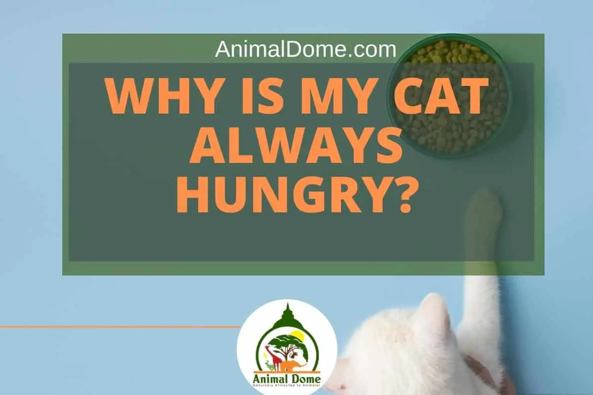 Why Is My Cat Always Hungry?