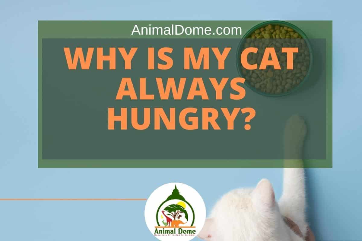 Why Is My Cat Always Hungry?