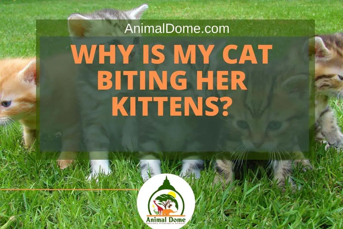 why-is-my-cat-biting-her-kittens-animal-dome