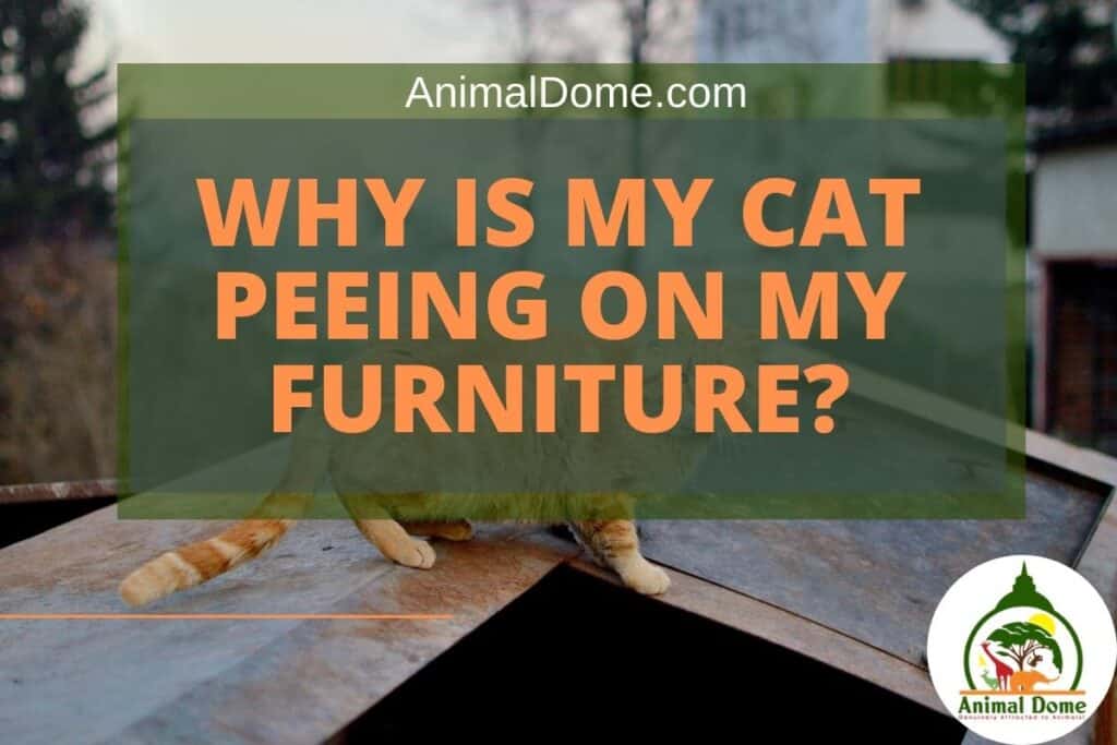 Why Is My Cat Peeing On My Furniture? Animal Dome
