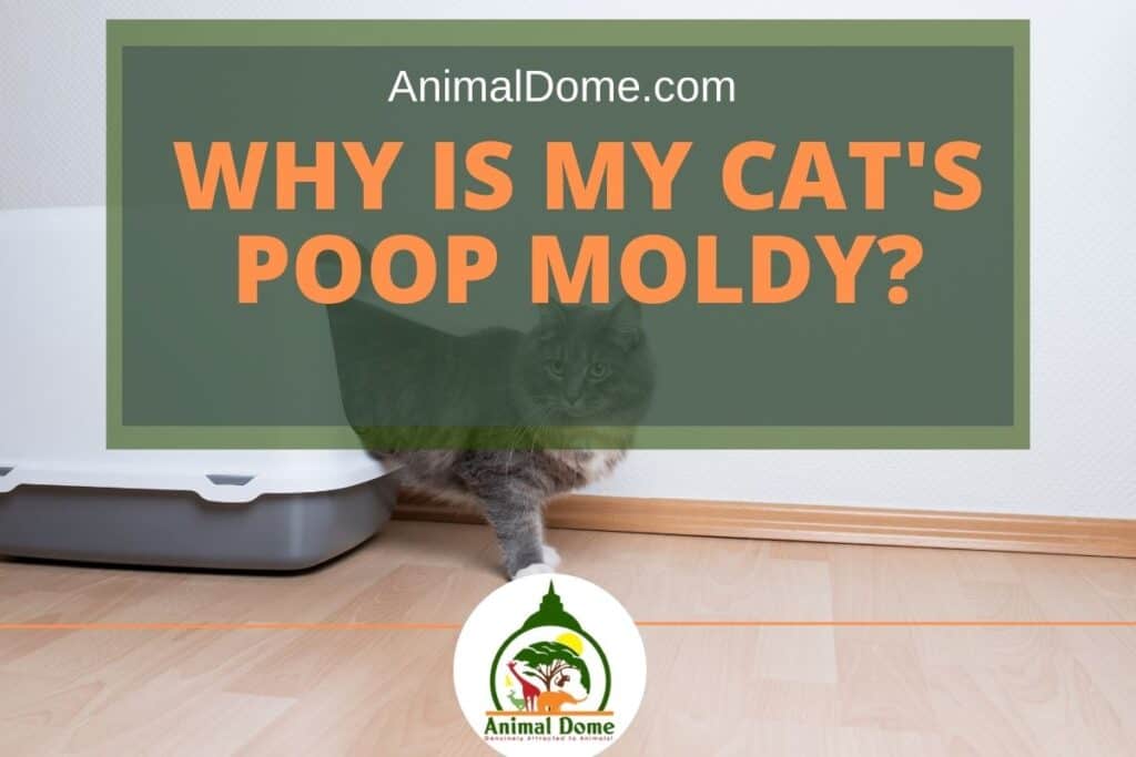 Why Is My Cat's Poop Moldy? Animal Dome