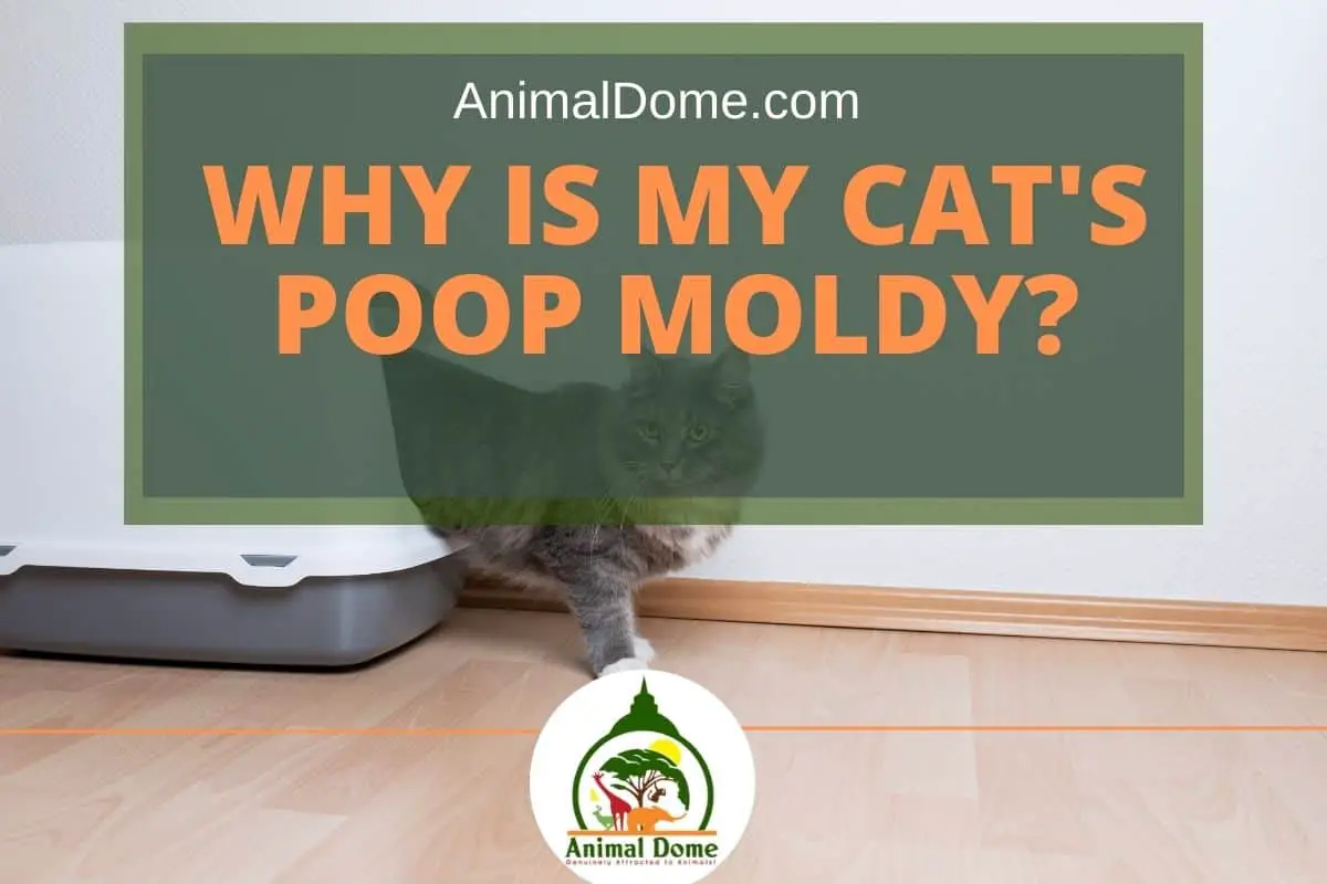 Why Is My Cat's Poop Moldy?