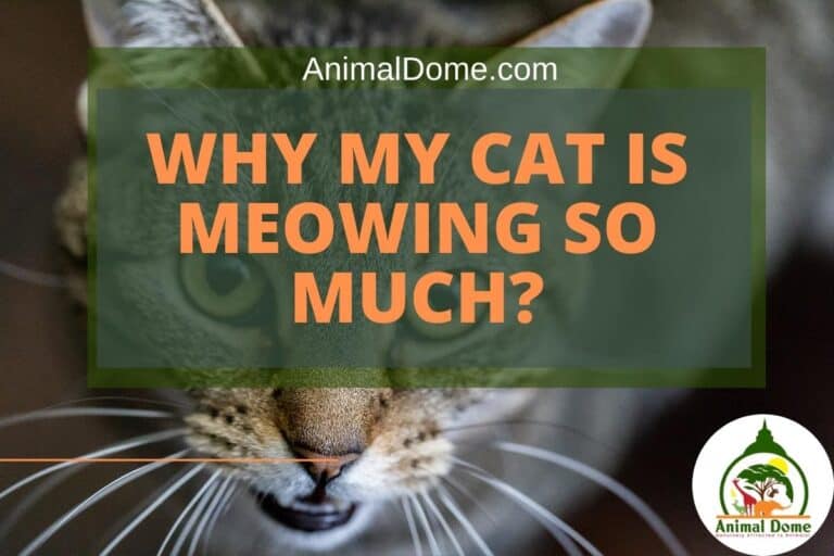 Why My Cat Is Meowing So Much? Animal Dome
