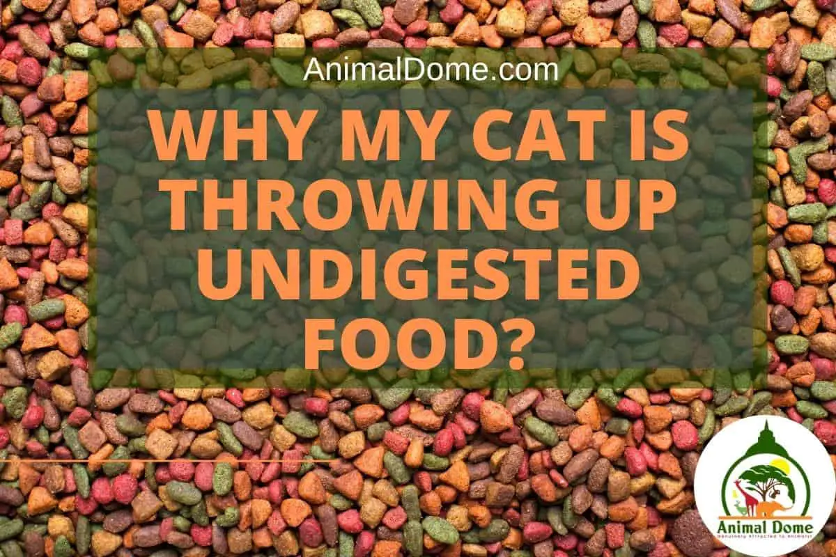 Why My Cat Is Throwing Up Undigested Food?