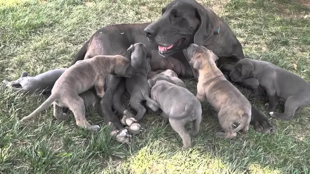 0-4 Weeks old Great Dane