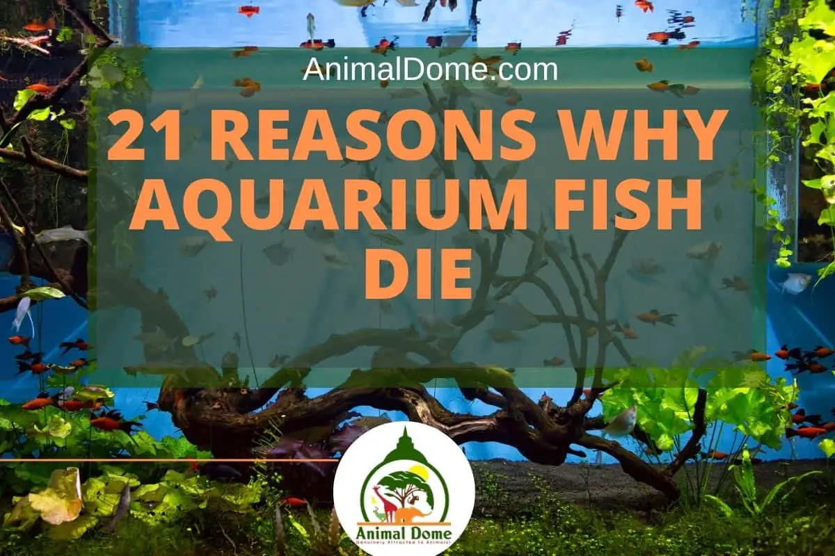 21 Reasons Why Aquarium Fish Die