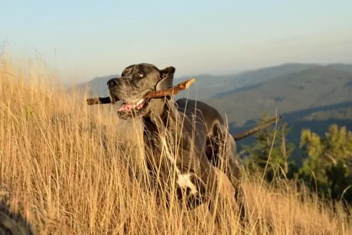 7 Best Toys for Great Danes In 2022