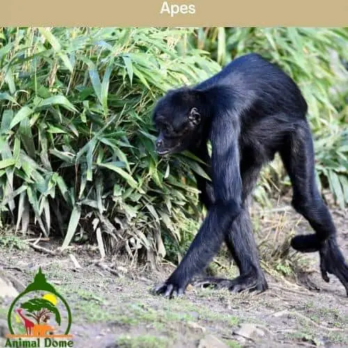 Apes with no tail