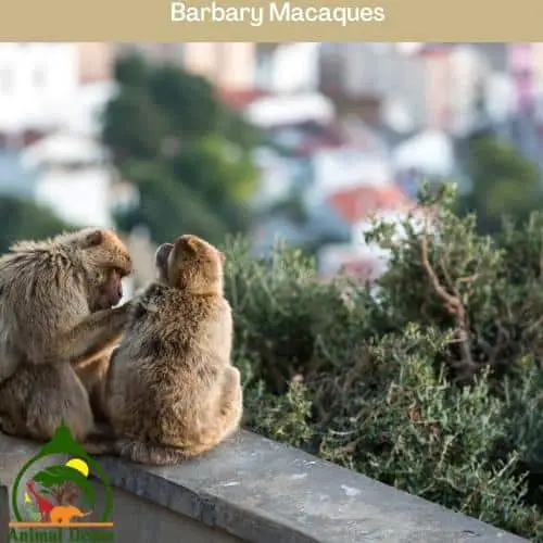 Barbary Macaques with no tail