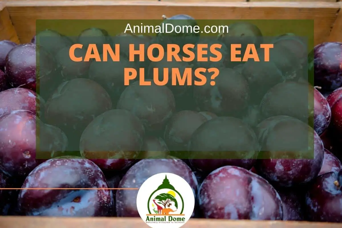 Can Horses Eat Plums