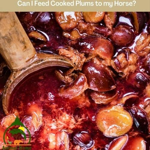 Can I Feed Cooked Plums to my Horse?