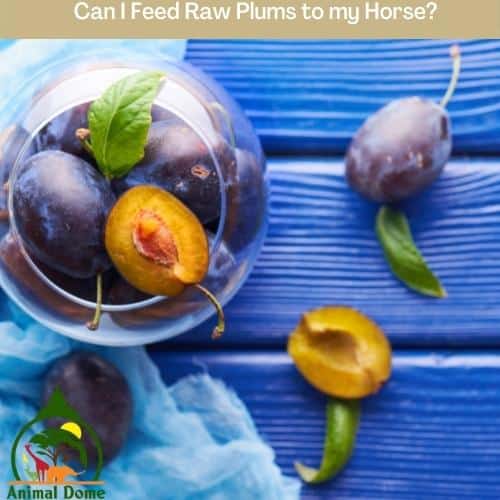 Can I Feed Raw Plums to my Horse?
