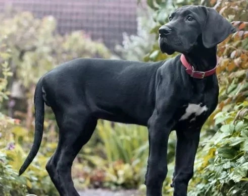 Five tips for Steady and Healthy Growth of Great Dane