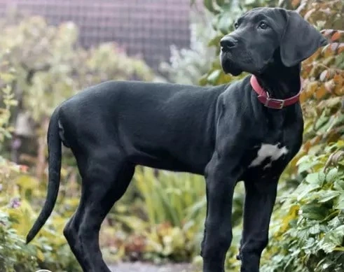 Four Months old Great Dane