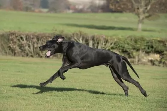 HOW FAST CAN A GREAT DANE RUN