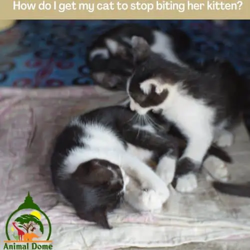 How do I get my cat to stop biting her kitten?