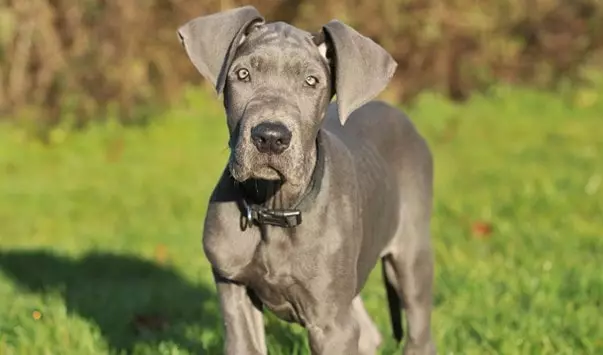  How to Stop Shedding Great Dane Skin