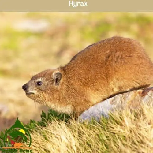 Hyrax with no tail