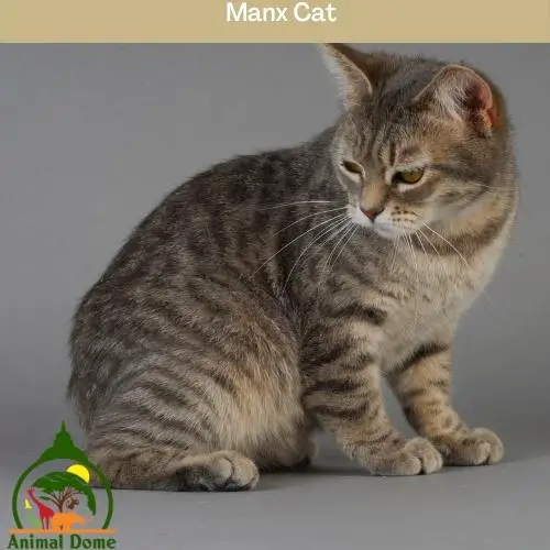 Manx Cat does not have a tail