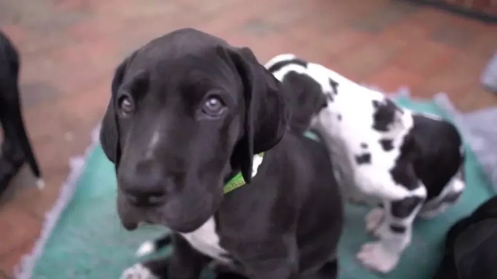 One-Month-old Great Dane-min