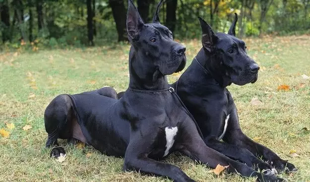 One-Year-old Great Dane