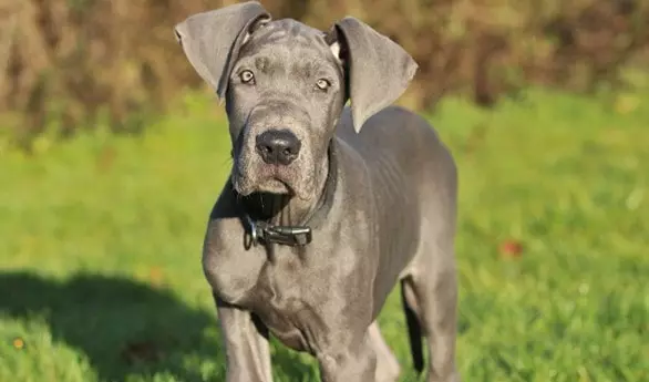 Six Months old Great Dane