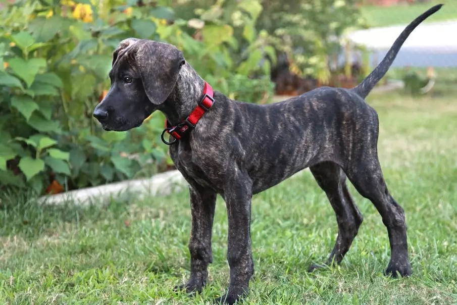 Three Months old Great Dane