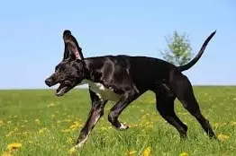 Tips to Train Great Dane to Run Fast and long Distance