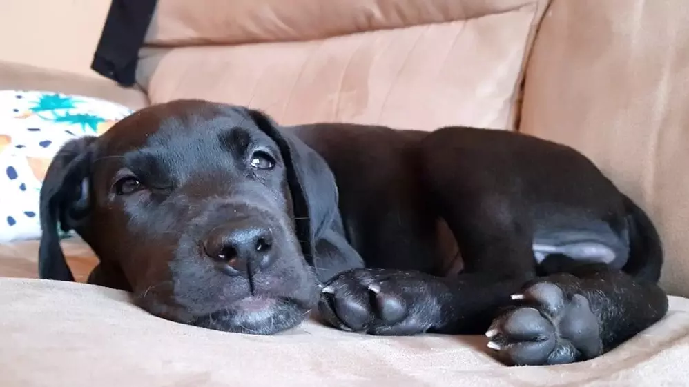 Two Months old Great Dane