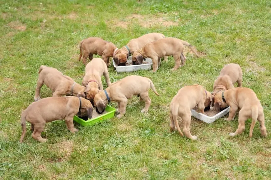What to Feed a Great Dane Puppies | Complete Guide In 2022