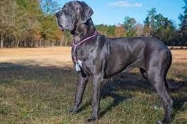 When do Great Danes Stop Growing ( All you need to know)