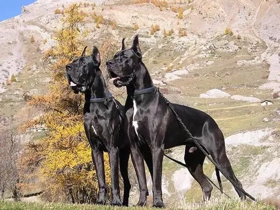 Are Great Danes Good Guard Dogs Expectations vs Reality In 2022
