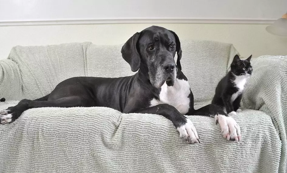 Are Great Danes good with cats Detailed Guide (2022)