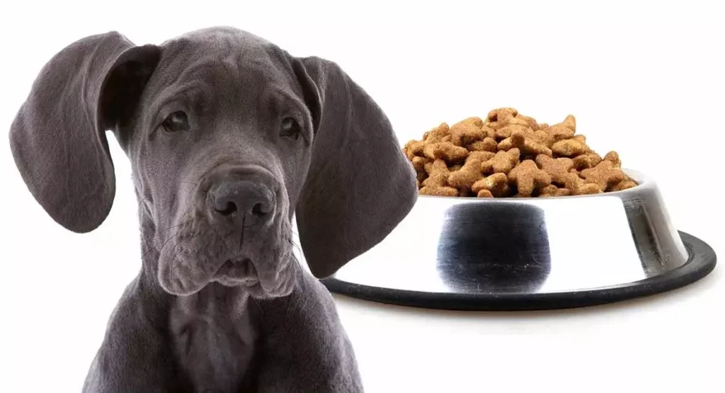 Dog Food for Great Dane with Diarrhea
