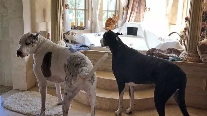 Great Danes good with cats