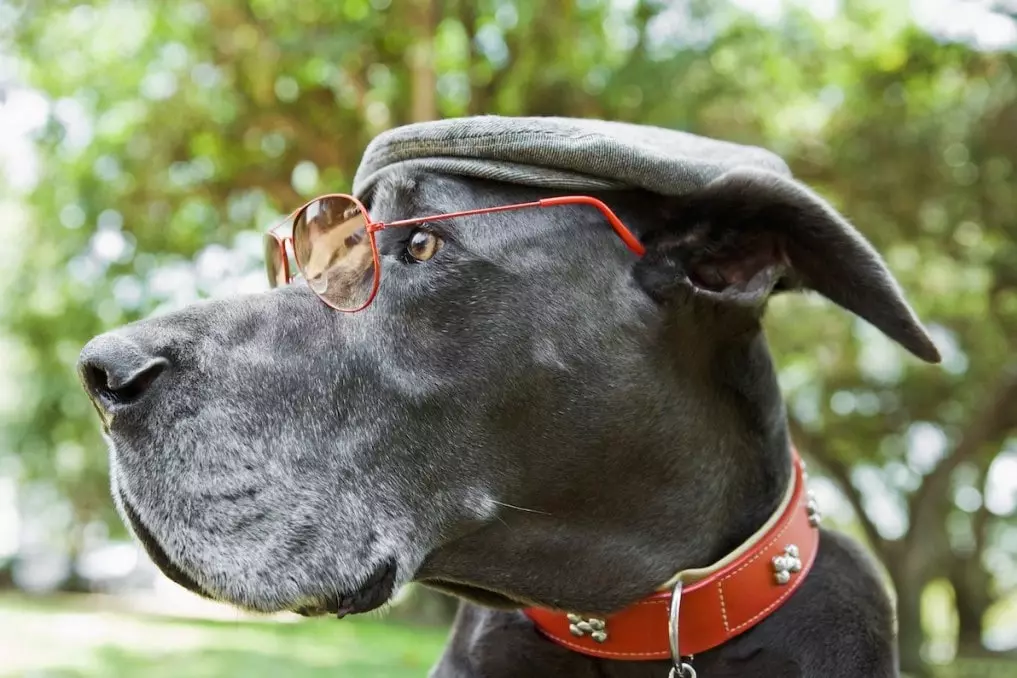 How smart are Great Danes Detailed ComparisonHow smart are Great Danes Detailed Comparison