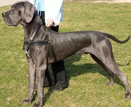 How to Control Shedding in Great Danes
